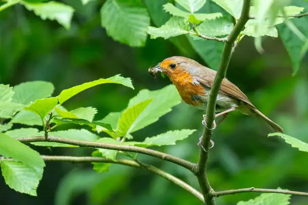 A European Robin perched on a branch, eating an insect.