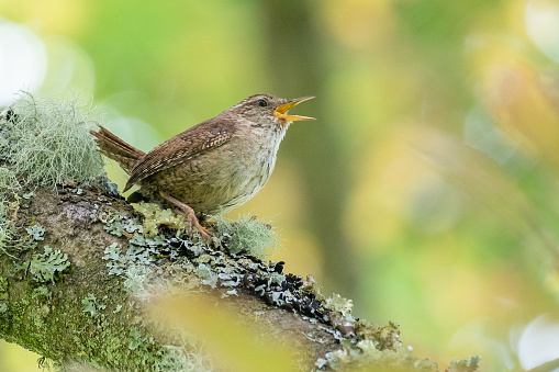 A Eurasian wren perched on a lichen-covered tree trunk, singing.