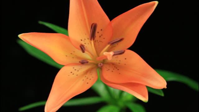 Tiger Lilly Blooming