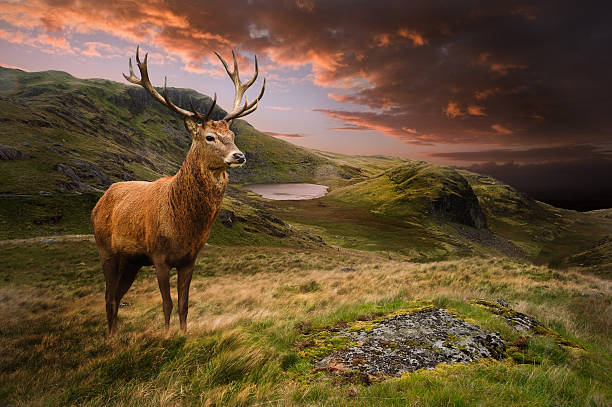 red deer despedida en moody espectacular paisaje de montaña - ciervo rojizo fotos fotografías e imágenes de stock