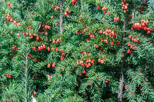 Bunches of ripe red berry yew in autumn garden. Taxus baccata fruits poisonous and inedible. Ornamental plant used in hedges. Yew european is conifer shrub. Material for making arc and arrows.