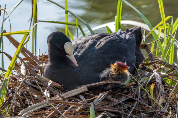 Don't wander off  the nest