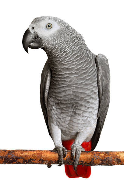 papagaio-do-congo - african grey parrot - fotografias e filmes do acervo