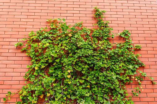 Brick wall braided with green ivy. The beauty and peace of country life. the work of a gardener and landscape designer.