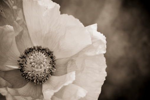 Sepia toned poppy flower.  Blurred background for copy.