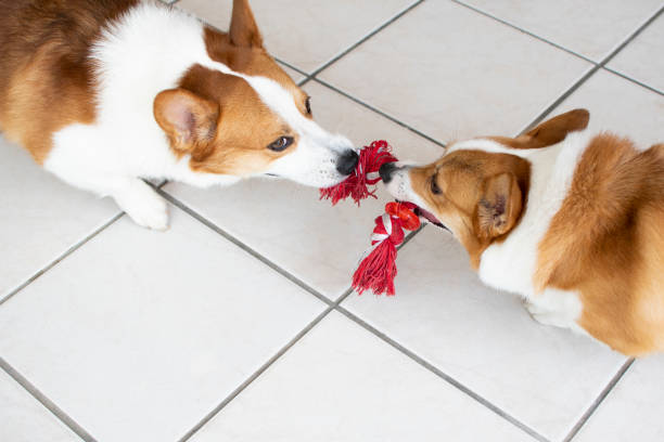 two welsh pembroke corgies play tug of war. playing dogs. - tug o war imagens e fotografias de stock