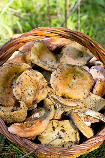 istock basket of mushrooms 157215579