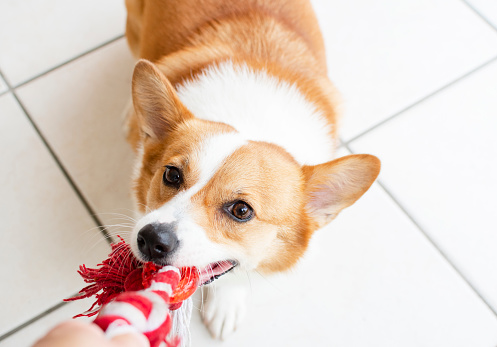 Funny Welsh Pembroke Corgi playing tug of war with owner. Cute dog playing with the toy. Playing with dog. Cute dog. Funny dog