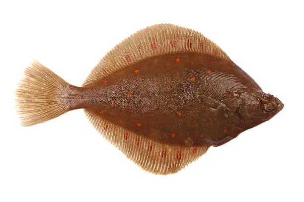 Plaice Fish (Pleuronectes platessa) Isolated on White Background