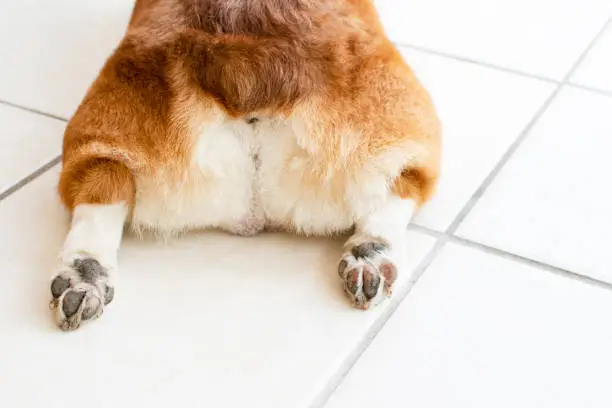 Cute Welsh Pembroke Corgi outstretched rear legs. Funny dog. Cute dog's paws. Dog's legs. Pet care.