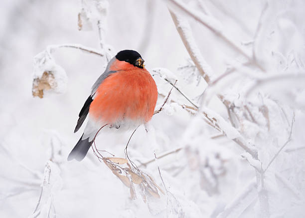 bullfinch on the snowy branches (pyrrhula-pyrrhula). - domherre bildbanksfoton och bilder