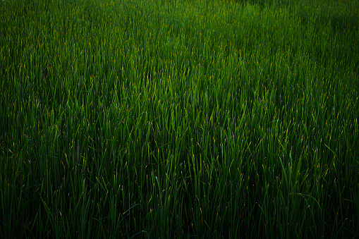 reed landscape, dense green grass image