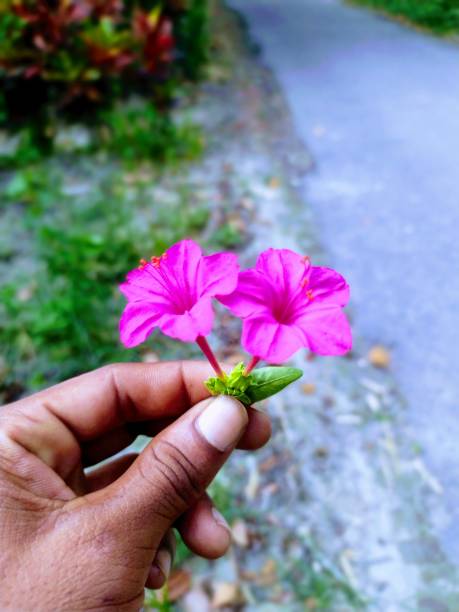 istock This is flower nature picture and nice background 1572174356