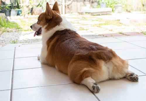 funny Pembroke Welsh Corgi lies in back view. Cardigan dog lies with outstretched hind legs. Funny dog. Pet care