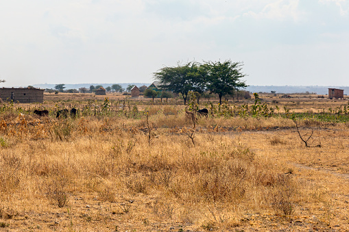 Ethiopian landscape with traditional ethiopian houses, small farm with cattle near Karat Konso. Ethiopia countryside, Africa