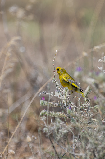 Little yellow bird is on plants in nature.