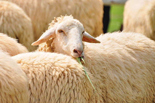 Cute sheep stock photo
