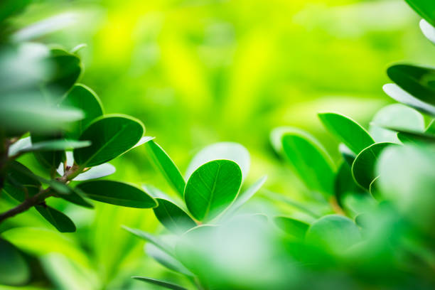 Closeup nature view of green leaf on sunlight using as background and fresh ecology wallpaper concept
