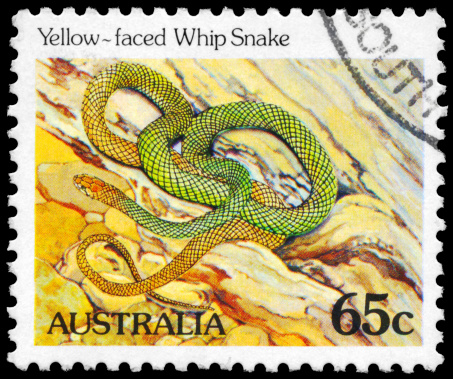 A Stamp printed in AUSTRALIA shows the Yellow-faced Whip Snake, series, circa 1981
