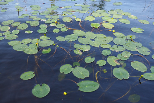 Small capsule Nuphar pumila is a species of perennial herbaceous plants of the genus Nuphar of the Nymphaeaceae. Rhizomatous aquatic plants. Family water lilies, Genus small egg, View Small capsule.