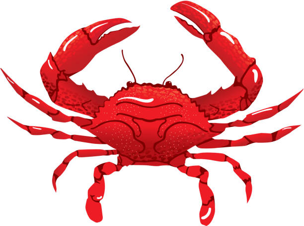 Red Crab vector art illustration