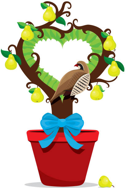 partridge in der birnbaum - first day of christmas stock-grafiken, -clipart, -cartoons und -symbole