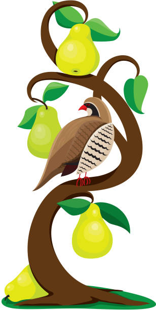 Partridge in a Pear Tree vector art illustration