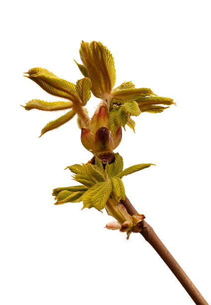 chestnut bud stock photo