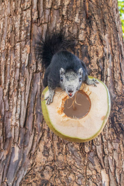 A squirrel with black  fur eats a young green coconut, which is on a tree near the Beach