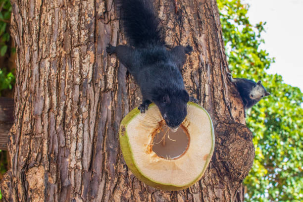 istock A squirrel with black  fur eats a young green coconut, which is on a tree near the Beach 1572209944