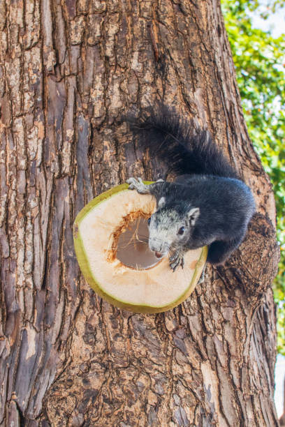 istock A squirrel with black  fur eats a young green coconut, which is on a tree near the Beach 1572209946