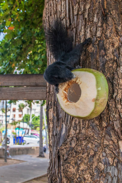 A squirrel with black  fur eats a young green coconut, which is on a tree near the Beach