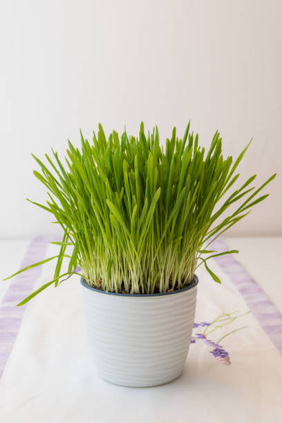 istock The sprouted grain in the pot is green. Easter grass. 1572213499