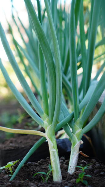 istock leek plant in the garden 1572216487