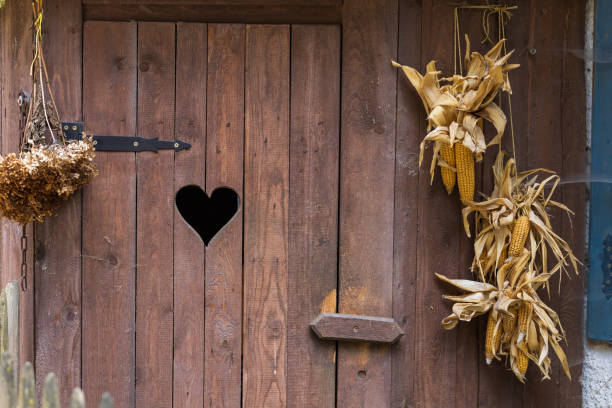 Dried corn hanging on a wooden wall. Autumn harvest concept.