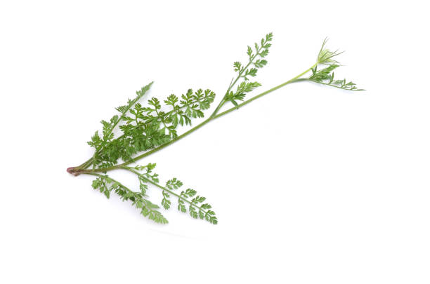 Wildflower hemlock plant Wildflower hemlock plant isolate white cicuta virosa stock pictures, royalty-free photos & images