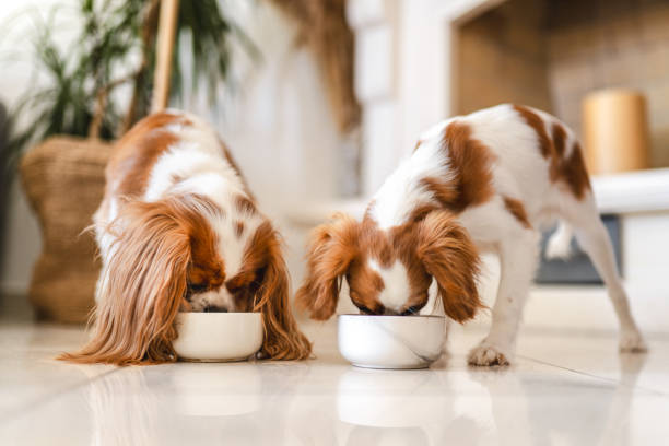 2人のキャバリア王チャールズスパニエルを食べる - dog eating puppy food ストックフォトと画像