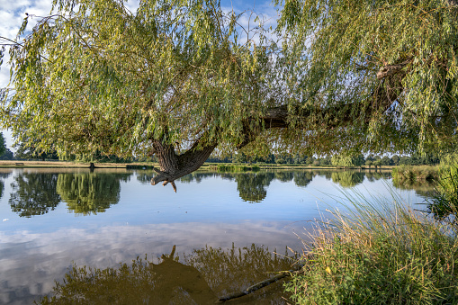 Large old weepimg willow branch reaching out over the pond