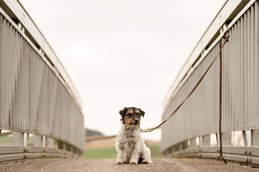 small Jack Russell Terrier dog tied to on a bridge railing.  Maybe the dog was also abandoned and left