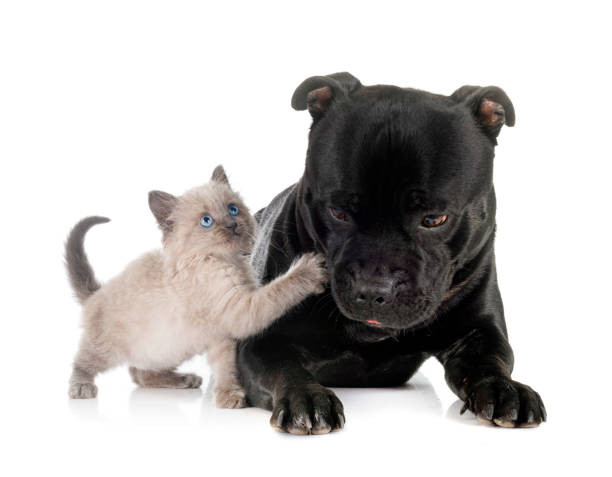 istock siamese kitten and staffy in studio 1572232817