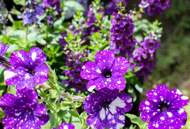 istock Petunia Night Sky. Purple polka dot flowers 1572235874