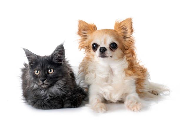 istock maine coon kitten and chihuahua 1572236128