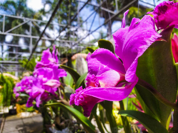 Purple flower side view, garden background