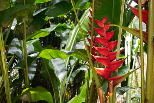Bright red exotic tropical flowers. Garden care