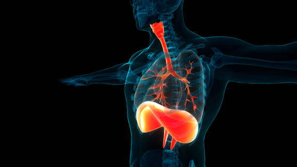 istock Human Respiratory System Lungs with Diaphragm Anatomy 1572244789