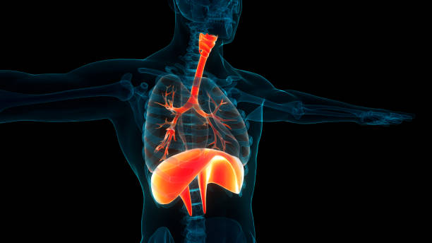 istock Human Respiratory System Lungs with Diaphragm Anatomy 1572245030