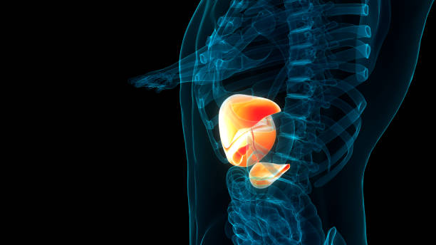 istock Human Internal Digestive Organ Liver Anatomy 1572245303