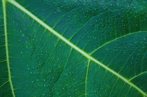Ggreen fig leaf.