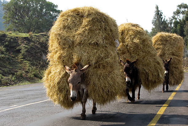 Loaded Donkeys With Hay Fully loaded donkeys with heaps of hay walking down road to Addis Ababa. addis ababa ethiopia photos stock pictures, royalty-free photos & images
