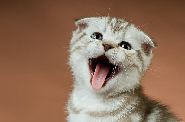 piccolo gattino - clamour foto e immagini stock